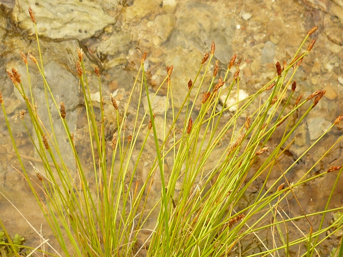 Eleocharis multicaulis (Cyperaceae)